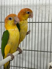 White bellied caique