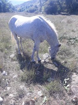 Αλογο αρσενικο