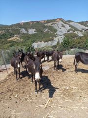 Πωλούνται Γαϊδούρια