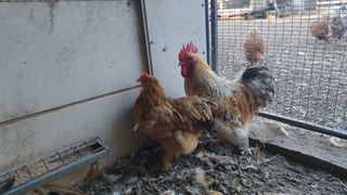 Pekin Bantam σέ ζευγάρια