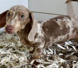 Dachshund mini - Μίνι Ντάσχαουντ