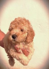 Poodle κανις toy αρσενικο apricot ως 4,5-5 κιλά,με τσιπάκι