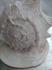 Φυσικό κοχύλι shell conch helmet