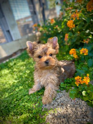 Yorkshire Terrier - Γιορκσάιρ Τεριέ