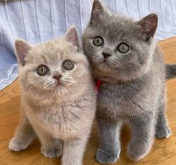 british shorthair kittens