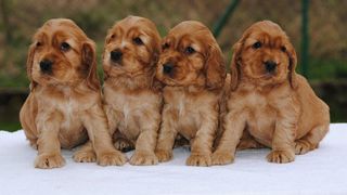 Cocker spaniel κόκερ σπανιέλ