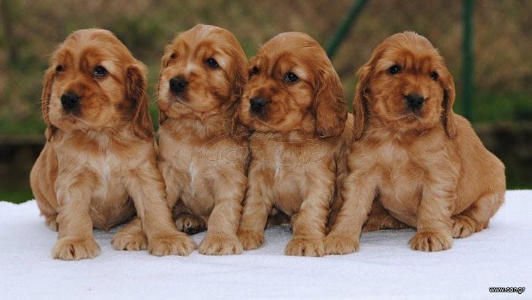 Cocker spaniel κόκερ σπανιέλ