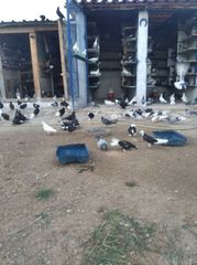 Πωλούνται διάφορα περιστέρια