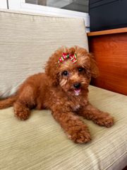 Poodle-Πούντλ-thumb-2