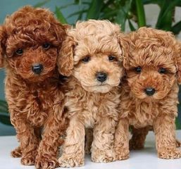 Poodle-Πούντλ-thumb-4