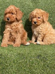 Poodle-Πούντλ-thumb-5