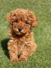 Poodle-Πούντλ-thumb-6