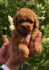 Poodle-Πούντλ-thumb-7