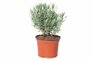 ΛΕΒΑΝΤΑ ΦΥΤΟ ΣΕ ΓΛΑΣΤΡΑΚΙ ΜΙΚΡΑ ΚΑΙ ΜΕΓΑΛΑ 1,80/ΤΜΧ