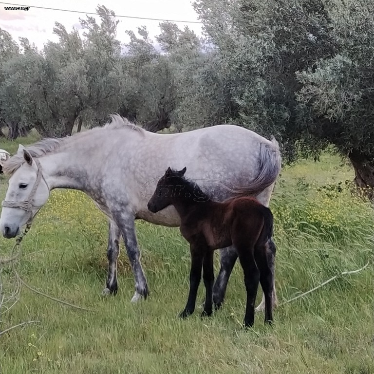 Πωλούνται Άλογα
