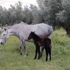 Πωλούνται Άλογα