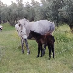 Πωλούνται Άλογα-thumb-1