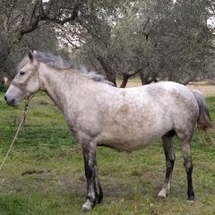 Πωλούνται Άλογα-thumb-7