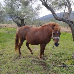 Πωλούνται Άλογα-thumb-8