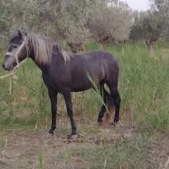 Πωλούνται Άλογα-thumb-10