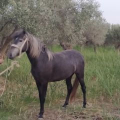 Πωλούνται Άλογα-thumb-11