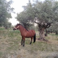 Πωλούνται Άλογα-thumb-13