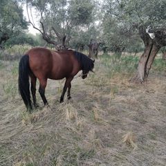 Πωλούνται Άλογα-thumb-14