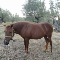 Πωλούνται Άλογα-thumb-15