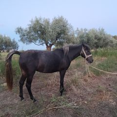 Πωλούνται Άλογα-thumb-16