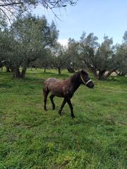 Πωλούνται Άλογα-thumb-17