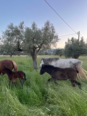 Πωλούνται Άλογα-thumb-28
