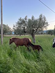 Πωλούνται Άλογα-thumb-30