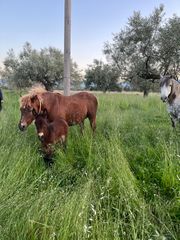 Πωλούνται Άλογα-thumb-31