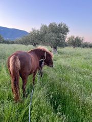 Πωλούνται Άλογα-thumb-33