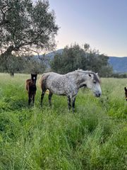 Πωλούνται Άλογα-thumb-34