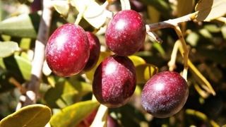ΠΩΛΟΥΝΤΑΙ 100 ΕΛΑΙΟΔΕΝΤΡΑ