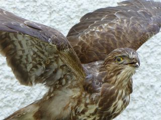 ΓΕΡΑΚΙ ΤΑΡΙΧΕΥΜΕΝΟ