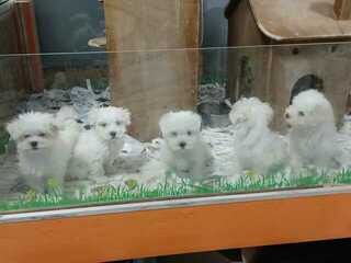 μαλτεζ μινι