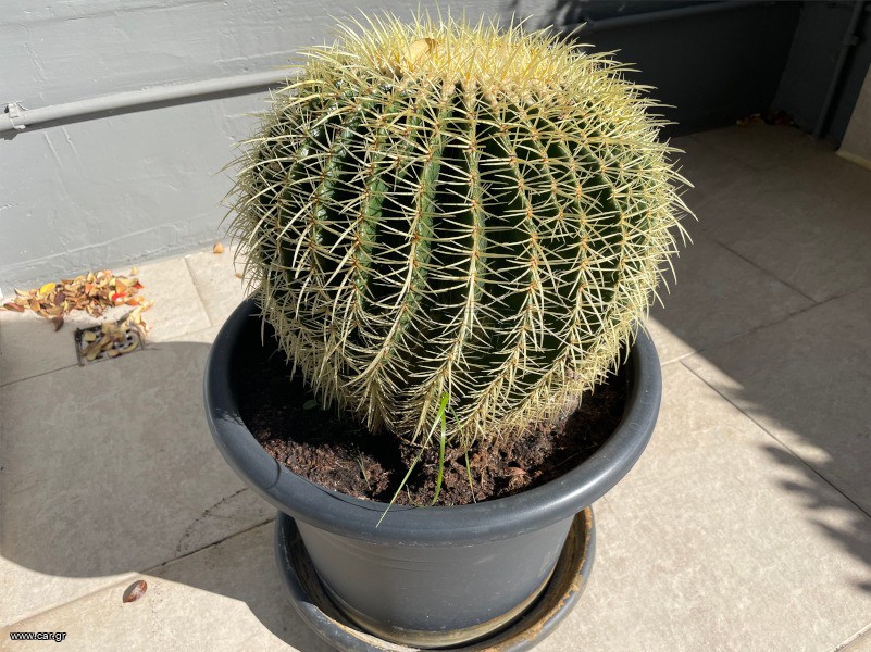 ΚΑΚΤΟΣ - ECHINOCACTUS