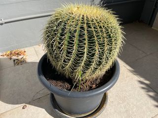 ΚΑΚΤΟΣ - ECHINOCACTUS