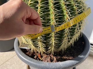 ΚΑΚΤΟΣ - ECHINOCACTUS-thumb-1