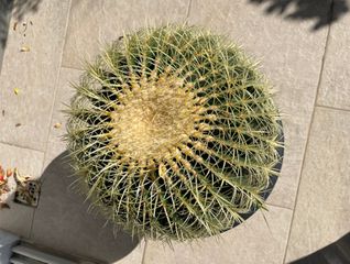 ΚΑΚΤΟΣ - ECHINOCACTUS-thumb-2