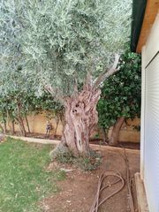 ΠΩΛΗΣΗ ΥΠΕΡΑΙΩΝΟΒΙΑΣ ΕΛΙΑΣ