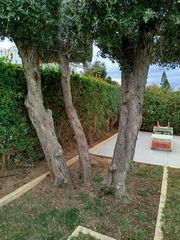 ΠΩΛΟΥΝΤΑΙ 3  ΔΕΝΤΡΑ ΕΛΙΕΣ