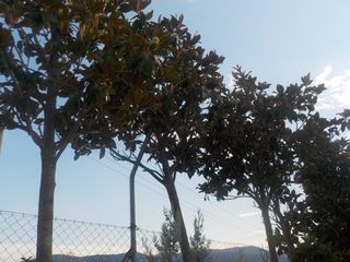 δενδρα-thumb-2