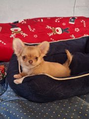 Mini Τσιουάουα