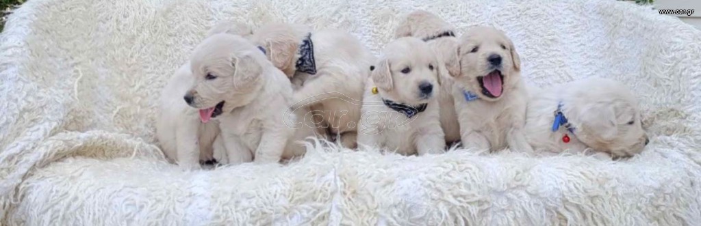 Labradors