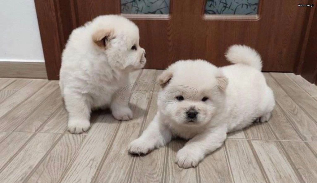 CHOW CHOW