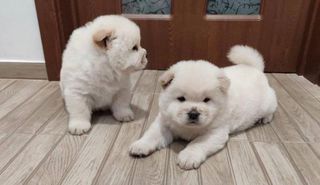 CHOW CHOW