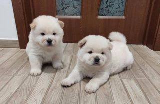 CHOW CHOW-thumb-1